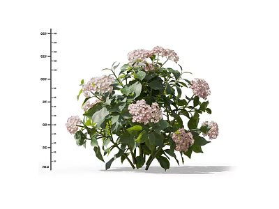 Bushy Plant With Pink Flowers And Green Leaves Height Measurement Scale 3d model