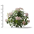 Bushy Plant With Pink Flowers And Green Leaves Height Measurement Scale