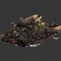 Green and Brown Lichen Plant Featuring Irregular Leaf Like Structures and Textured Surface 3d model