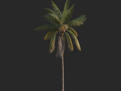 Tall Palm Tree With Green Fronds And Brown Trunk Against Dark Background 3d model
