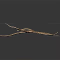Isolated Detailed Realistic Brown Striped Starfish With Elongated Arms On Dark Background
