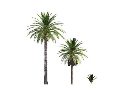 Modern Canary Dates 3d model Modern Canary Dates 3d model