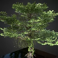 Lush Tree With Green Foliage Entangled Vines Exposed Roots On Reflective Base Against Dark Background