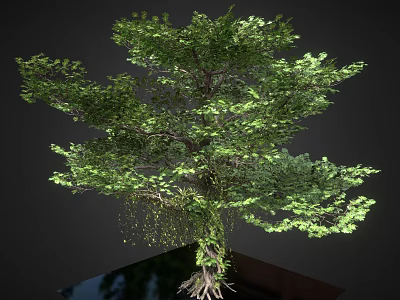 Lush Tree With Green Foliage Entangled Vines Exposed Roots On Reflective Base Against Dark Background 3d model