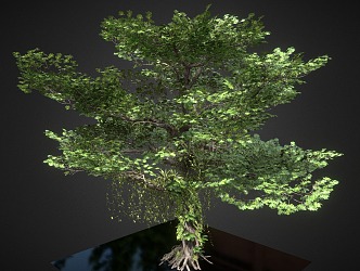 banyan tree green plant trees forest trunk 3d model