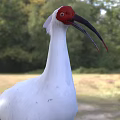 White Bird With Red Head Long Curved Black Beak Red Legs Standing On Grassy Field