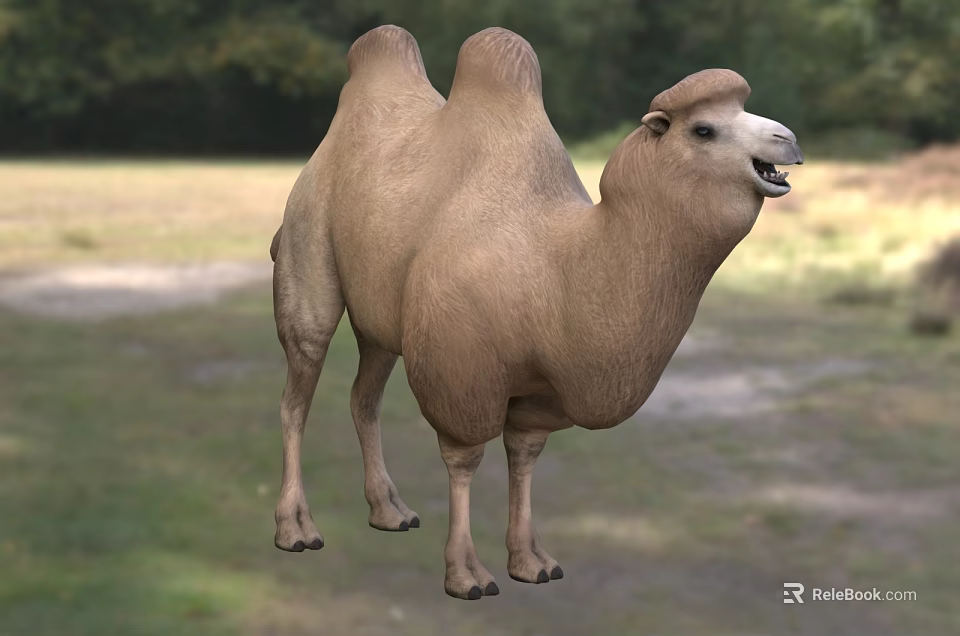 Two Humped Camel Standing Gracefully In Natural Outdoor Grassland Environment 3d model 