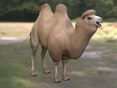 Two Humped Camel Standing Gracefully In Natural Outdoor Grassland Environment 3d model