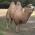 Two Humped Camel Standing Gracefully In Natural Outdoor Grassland Environment