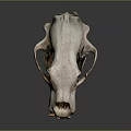 Large Predator Animal Skull With Sharp Teeth On Dark Background And Reflection 3d model