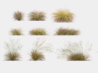 Various Ornamental Grasses With Different Foliage Shapes Textures And Colors For Garden Decoration 3d model