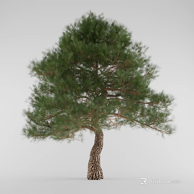 Pine Tree With Textured Trunk And Lush Green Branches On White Background 3d model 