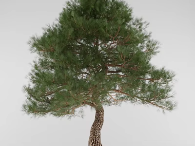 Pine Tree With Textured Trunk And Lush Green Branches On White Background 3d model