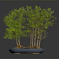Bonsai Plant With Green Leaves And Multiple Trunks In Blue Pot On Dark Background
