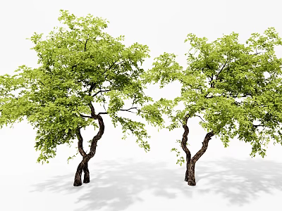 Two Arbor Trees With Curved Trunks And Lush Green Foliage 3d model