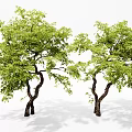 Modern landscape tree, modeling tree, arbor, courtyard, landscaping tree 3d model