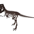 Public Facility Life Size Dinosaur Skeleton Exhibition In Natural History Museum
