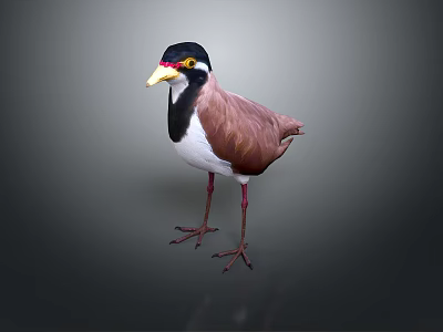 bird game animal cartoon animal realistic animal 3d model