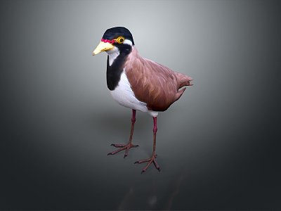 bird game animal cartoon animal realistic animal 3d model