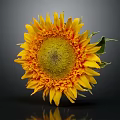 A Beautiful Sunflower With Yellow Petals Dark Center And Green Leaves Against Dark Background
