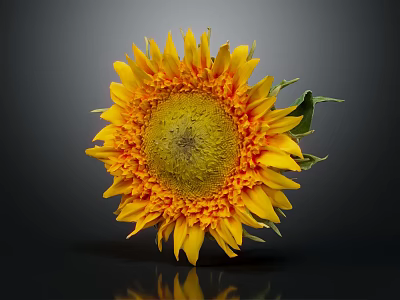 A Beautiful Sunflower With Yellow Petals Dark Center And Green Leaves Against Dark Background 3d model