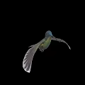 Vibrant Hummingbird With Blue Head Green Body Purple Wings And Tail Flying