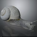 White Shelled Snail With Spiral Texture Gray Body And Tentacles On Dark Background
