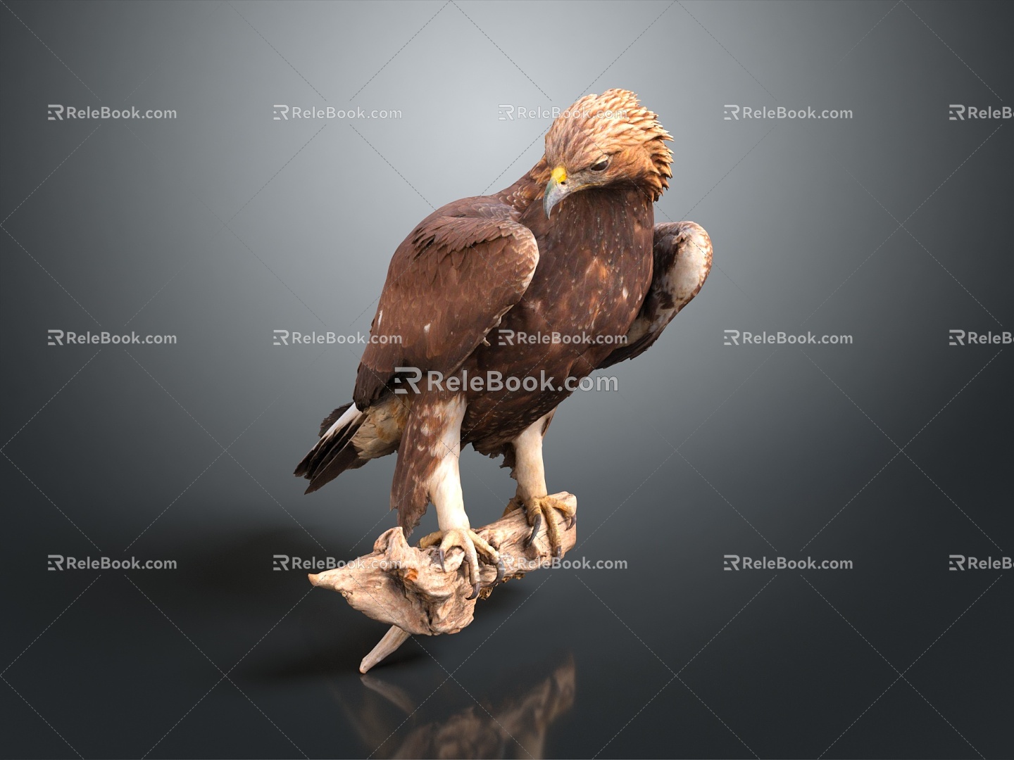 Modern eagle bird bird bird 3d model