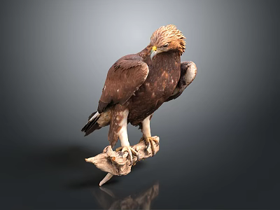 Majestic Brown Eagle With Detailed Feathers Perched On Wooden Perch Against Dark Background 3d model