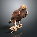 Majestic Brown Eagle With Detailed Feathers Perched On Wooden Perch Against Dark Background
