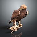 Modern eagle bird bird bird 3d model