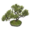 Bonsai Tree With Curved Trunk And Lush Green Leaves In Stone Pot For Decoration