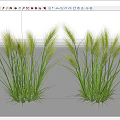 Lush Green Herbaceous Plants With Tall Blades And Natural Spikelets