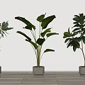 Various Green Potted Plants in White Pots Against Light Colored Walls And Wooden Floor