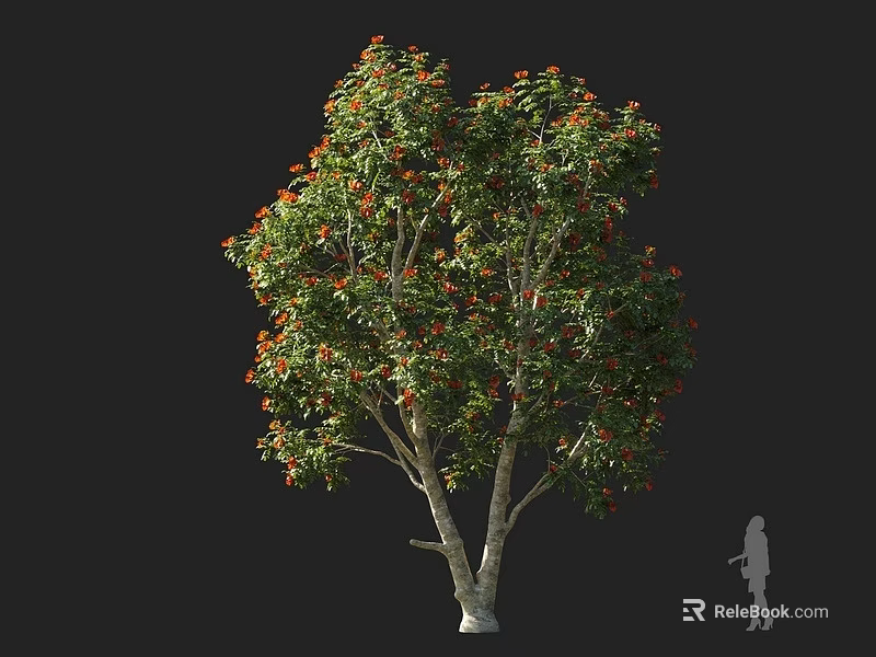 Tall Deciduous Tree With Green Leaves And Orange Red Blooms Beside Human Silhouette For Scale 3d model 