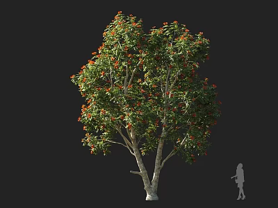 Tall Deciduous Tree With Green Leaves And Orange Red Blooms Beside Human Silhouette For Scale 3d model