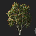 Tall Deciduous Tree With Green Leaves And Orange Red Blooms Beside Human Silhouette For Scale