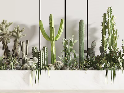 Elegant Bonsai Potted Plants Arrangement With Various Cacti Different Shapes In White Container 3d model