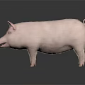 Realistic Full Body Pink Pig Standing on Dark Background with Reflection 3d model