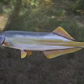 Blue And Yellow Aquatic Fish With Distinct Fins Swimming In Natural Habitat