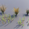 Diverse Grass Plants in Green and Golden Tones With Slender Leaves and Shadows