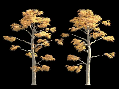 Two Trees With Golden Leaves And Light Colored Trunks Against Black Background 3d model