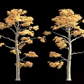 Two Trees With Golden Leaves And Light Colored Trunks Against Black Background