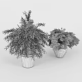 Potted Plants With Green Ferns And Yellow Flowers In Gray Concrete Pots