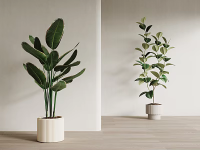 Stylish Indoor Potted Plants With Various Green Leaves In White Planters For Home Interior Decor 3d model