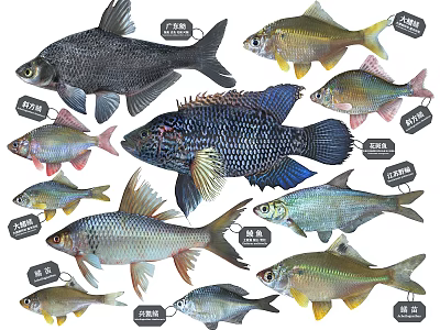 Different Kinds of Freshwater Aquatic Animals Showcasing Colorful Fish Species and Varieties 3d model