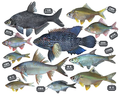 Different Kinds of Freshwater Aquatic Animals Showcasing Colorful Fish Species and Varieties 3d model