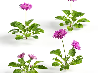 Beautiful Purple Daisy Flowers With Fresh Green Leaves And Lush Plants 3d model