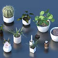 Various Potted Plants With White Ceramic Pots Green Leaf Cactus And Decorative Items