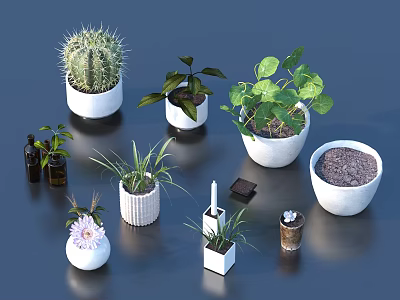 Various Potted Plants With White Ceramic Pots Green Leaf Cactus And Decorative Items 3d model